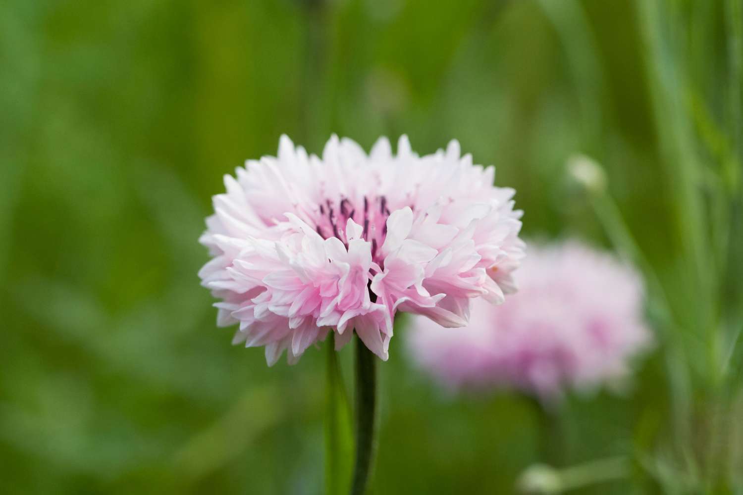 Bleuet rose (graines)